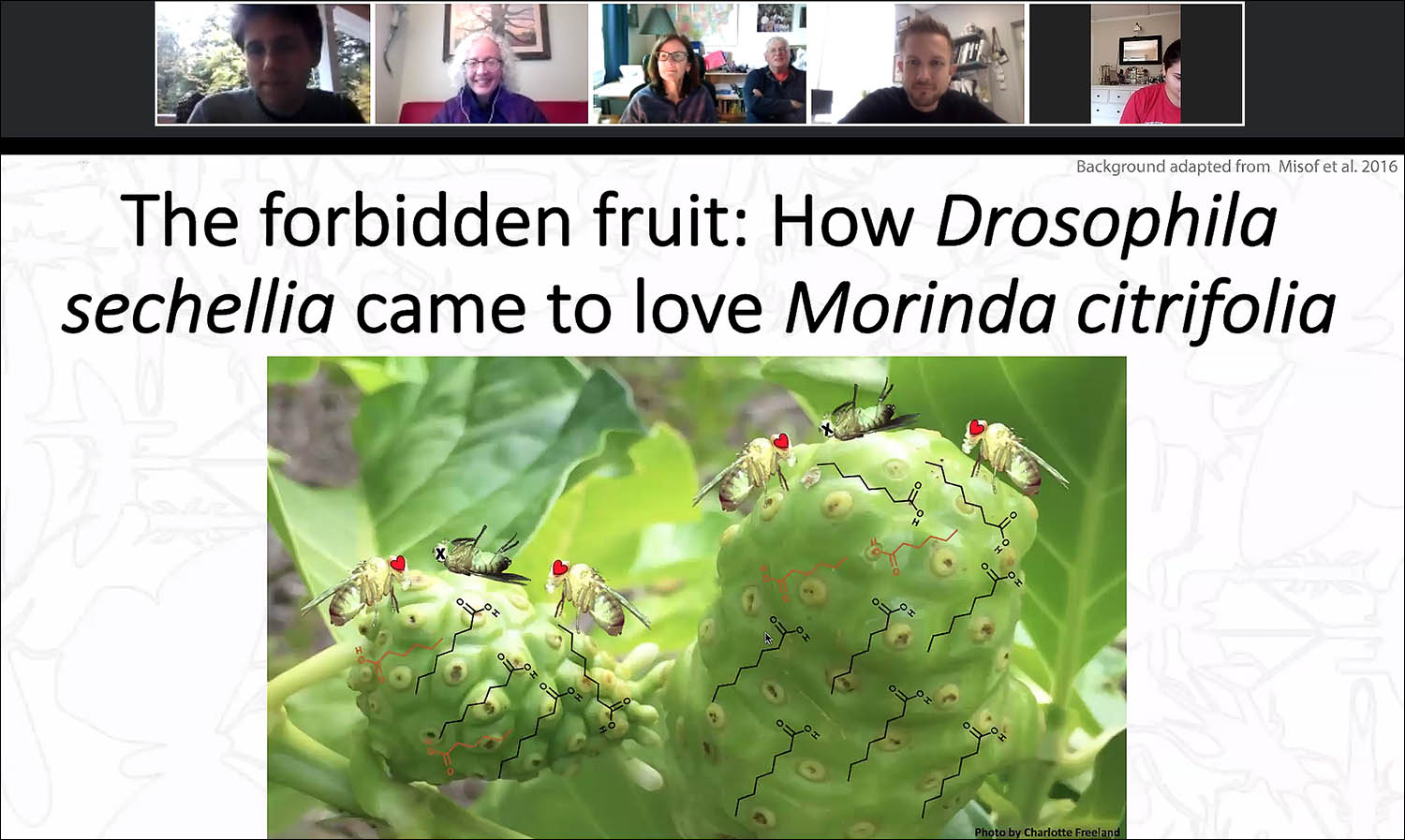 Zachary Drum, a PhD candidate in biology, delivered the first 2020-21 Graduate Speaker Series talk on Oct. 2 through Zoom. Titled "The Forbidden Fruit: How Drosophila sechellia came to Love Morinda citrifolia," Drum's research explores how a fruit fly species in Africa is able to eat a poisonous fruit that flies in the the rest of the world would find toxic.