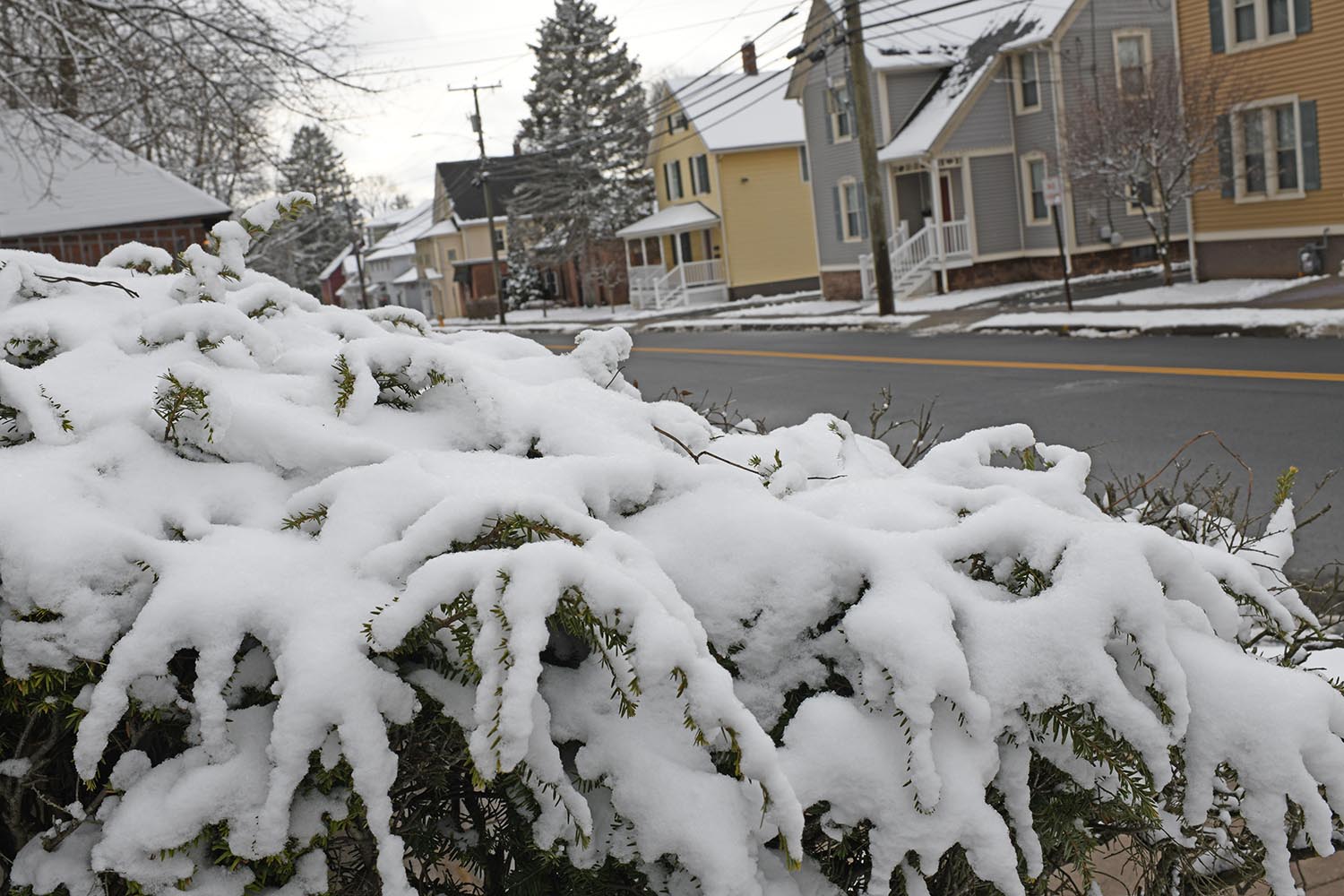 Snow covers an evergreen hedge on Pine Street near several wood-frame student houses. 