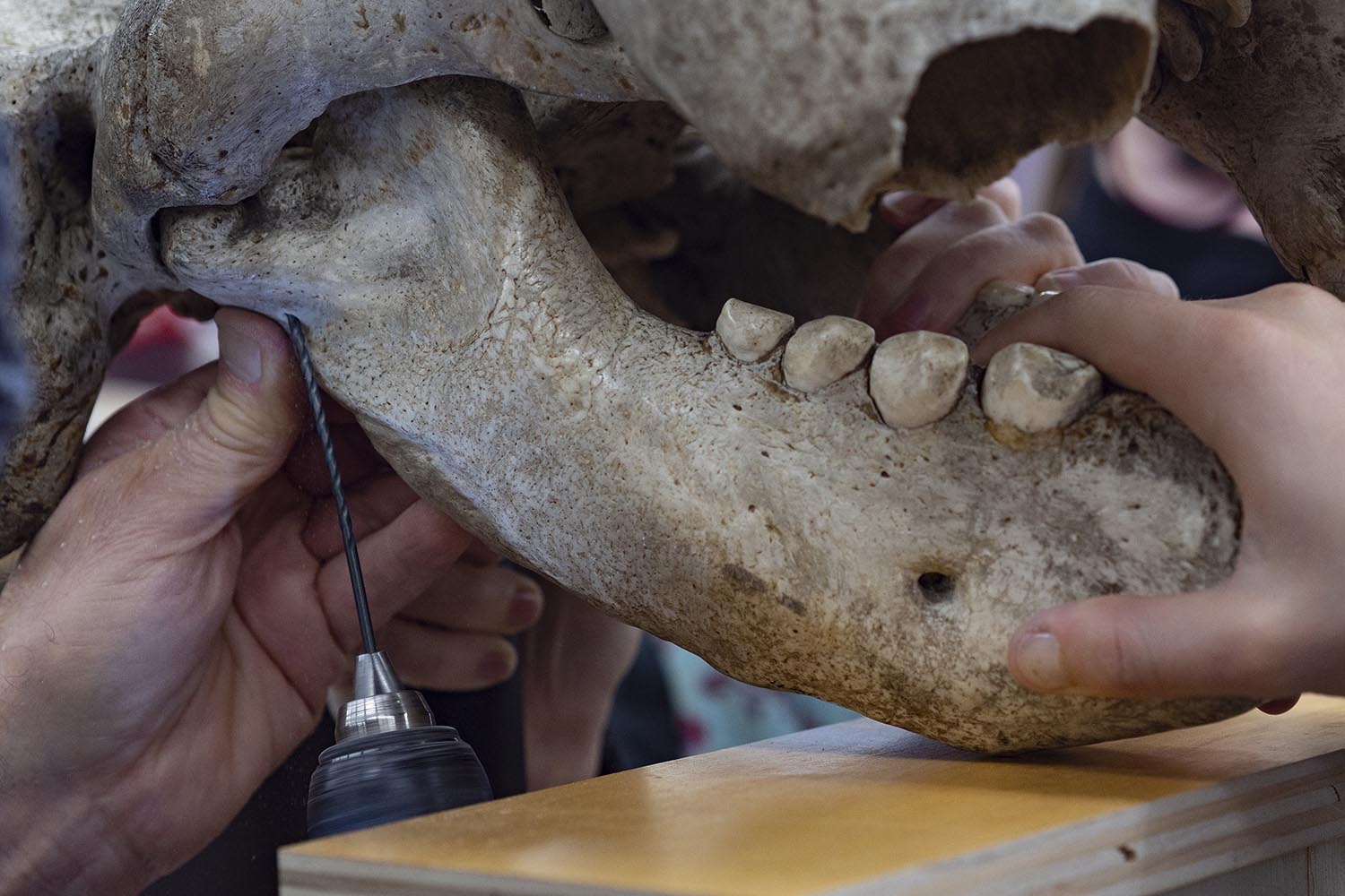 walrus teeth 